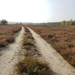 DBU-Naturerbefläche Prösa © Lisa-Marie Hille/DBU Naturerbe