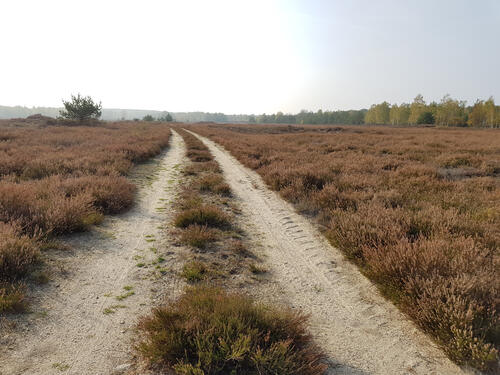 DBU-Naturerbefläche Prösa © Lisa-Marie Hille/DBU Naturerbe