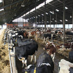 Kuhstall  © Thünen-Institut/Stefan Linke 