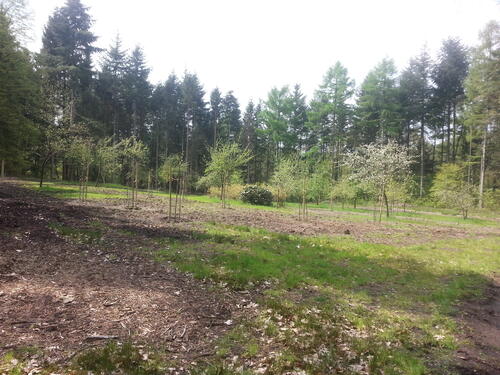 Baumpflanzaktion, Angelaschule Osnabrück, Dammer Berge, Streuobstwiese © DBU / Wolfgang Hartmann
