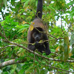 Brüllaffe © Stiftung FuturoVerde