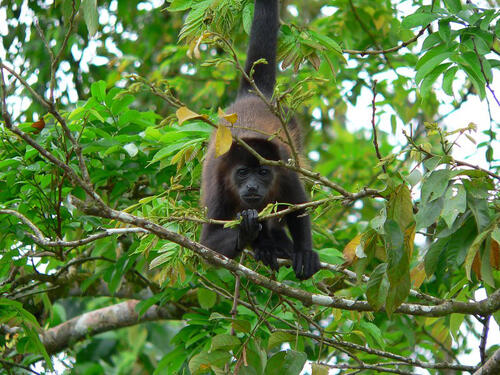 Brüllaffe © Stiftung FuturoVerde