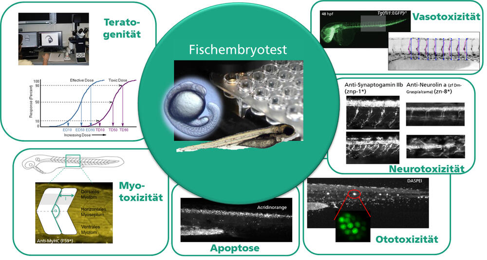 Fischembryotest AZ 32725 © DBU-Projektpartner