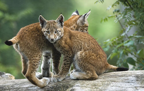 DBU-Film Schätze der Natur - Naturlandschaften in Deutschland 