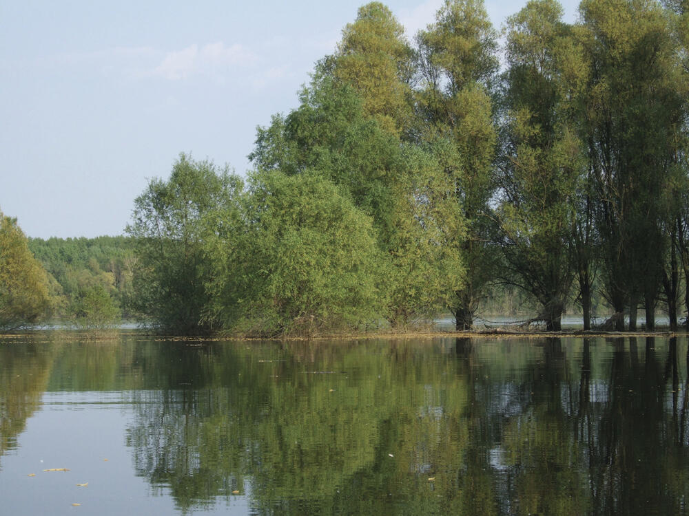 Donau mit Auwald 