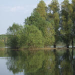Donau mit Auwald 