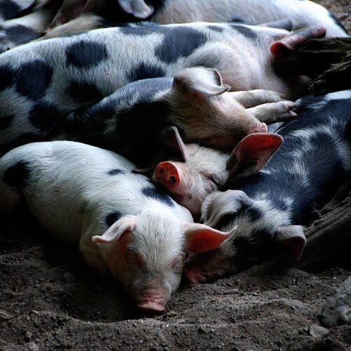 Bentheimer Landschweine &copy; Guido Gerding