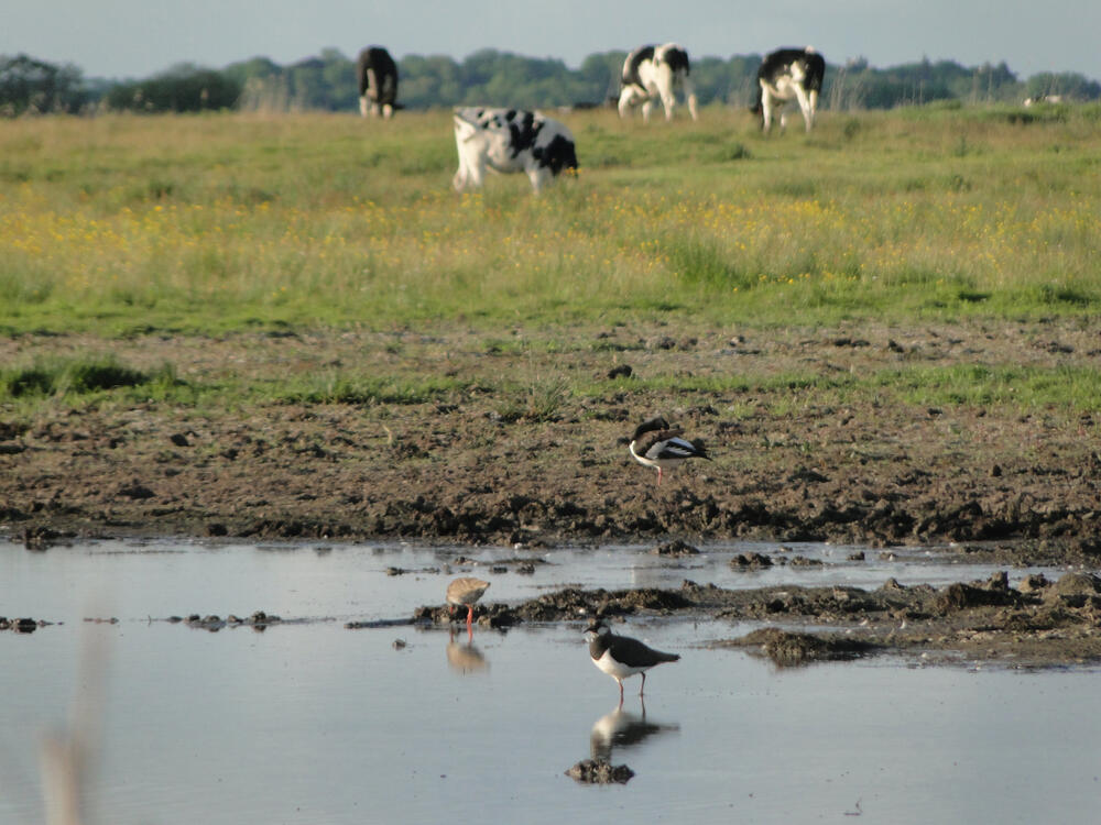 Wiesenvogelschutz in Ostfriesland © M.Steven/NABU