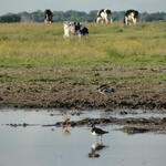 Wiesenvogelschutz in Ostfriesland © M.Steven/NABU