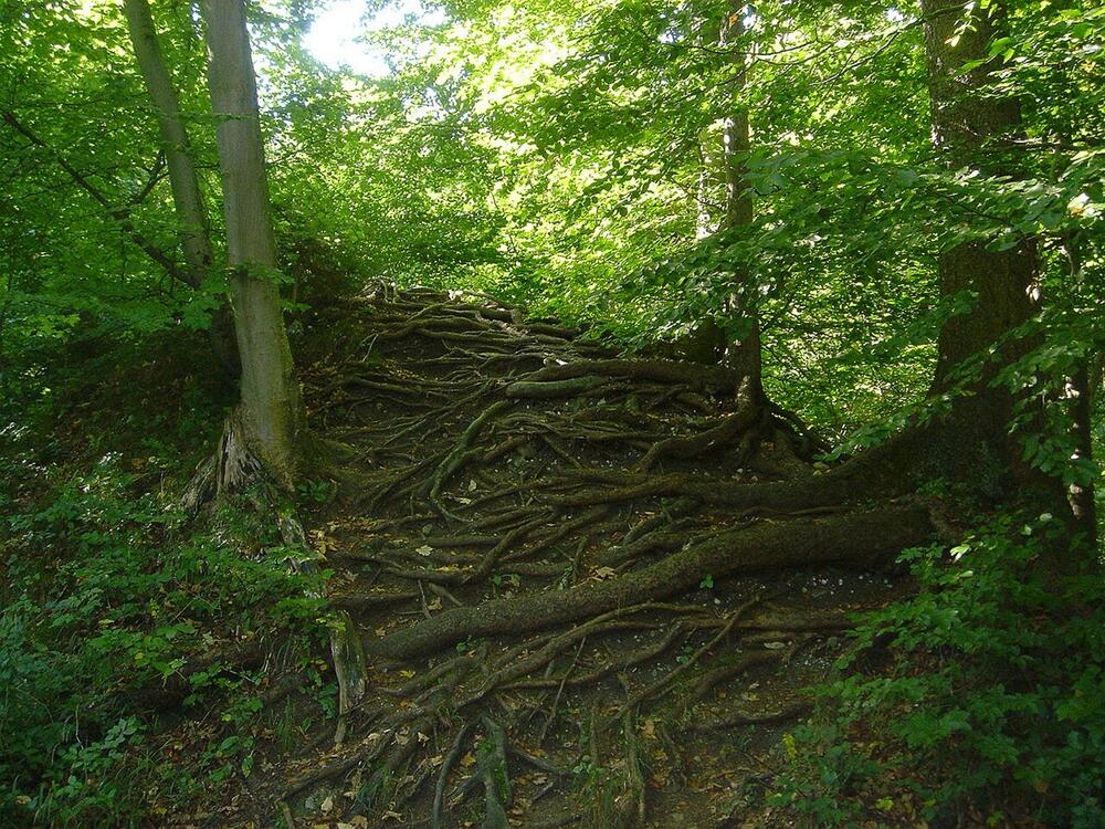 Baumwurzel (copyright: PixelQuelle.de) &copy; PixelQuelle.de
