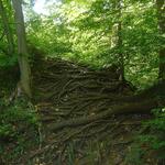 Baumwurzel (copyright: PixelQuelle.de) &copy; PixelQuelle.de