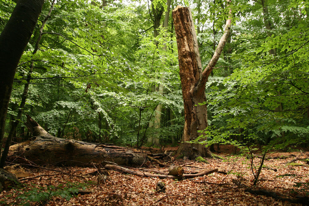 Alt- und Totholz © Dominik Poniatowski