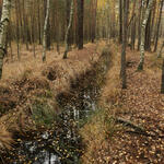 DBU-Naturerbefläche Daubaner Wald © Tobias Leikauf/DBU Naturerbe