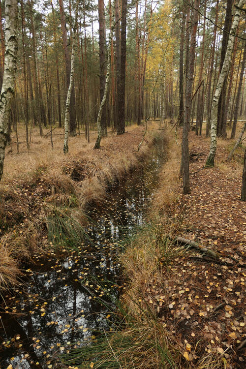DBU-Naturerbefläche Daubaner Wald © Tobias Leikauf/DBU Naturerbe