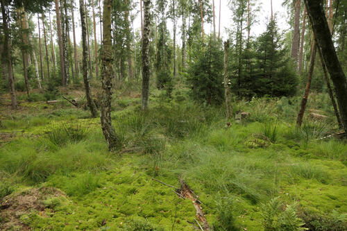 Moorschutz auf der DBU-Naturerbefläche Daubaner Wald © Tobias Leikauf/DBU Naturerbe