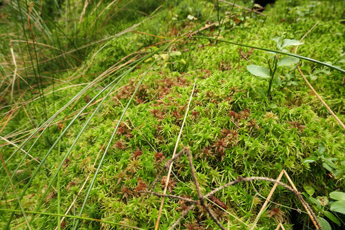 Torfmoos auf der DBU-Naturerbefläche Daubaner Wald  © Tobias Leikauf/DBU Naturerbe