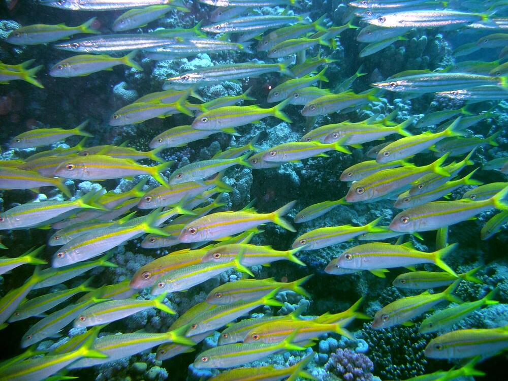 Schwarmintelligenz - Fischschwarm &copy; Dr. Klaus-Stephan Otto, Dr. Otto Training & Consulting