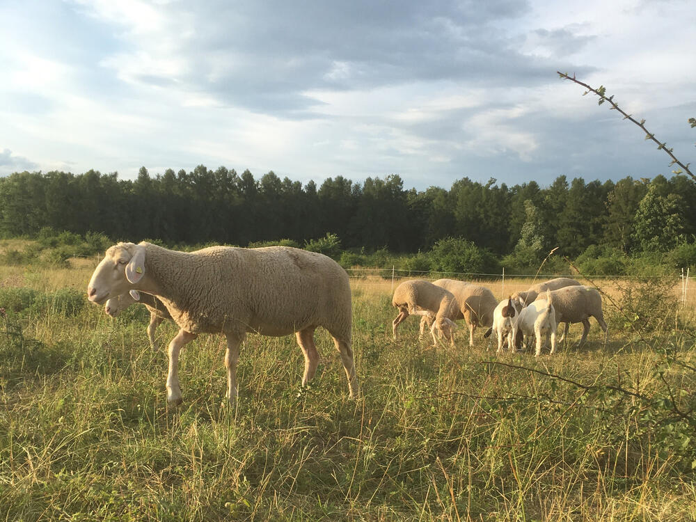 Merinoschafe und Burenziegen © Johannes Burg/Schafzucht Bühner