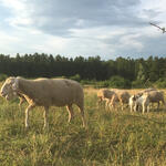 Merinoschafe und Burenziegen © Johannes Burg/Schafzucht Bühner
