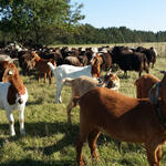 Wesendorf - Schafe und Ziegen © Werner Wahmhoff