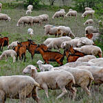 Lauterberg - Schafe und Ziegen ©  DBU Naturerbe 