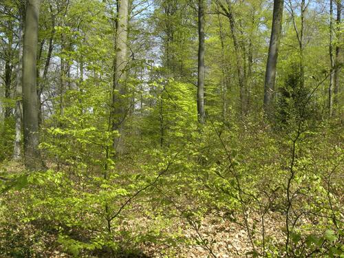 Nationales Naturerbe - Wahner Heide 