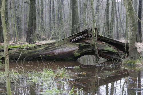 Nationales Naturerbe - Authausen 