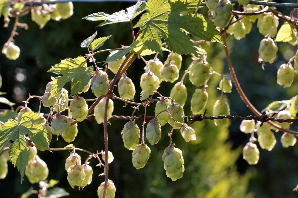 Hopfen  &copy; piclease/Stenner, Clemens