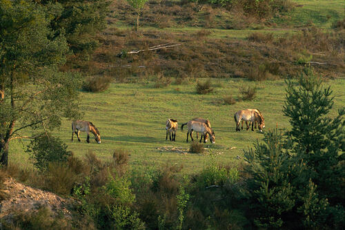Przewalski-Pferde  &copy; Foto: Norbert Rosing