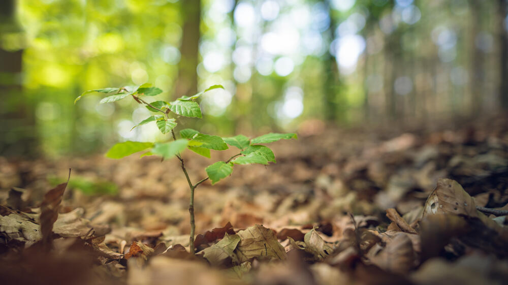 Waldbild, AdobeStock_269578164_© THHORSTEN MALINOWSKI - stock.adobe.com © THHORSTEN MALINOWSKI - stock.adobe.com