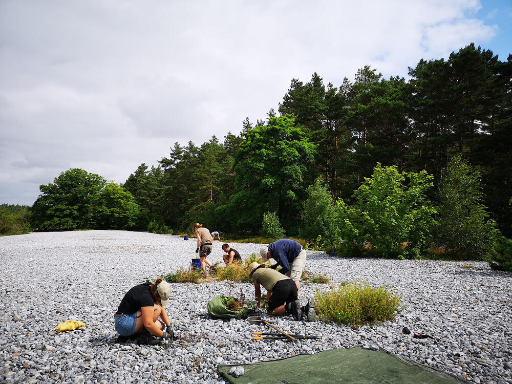 Bergwaldprojekt e.V. © Bergwaldprojekt e.V.