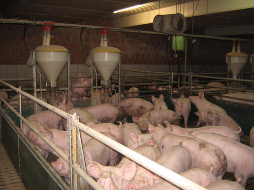 Schweinestall 