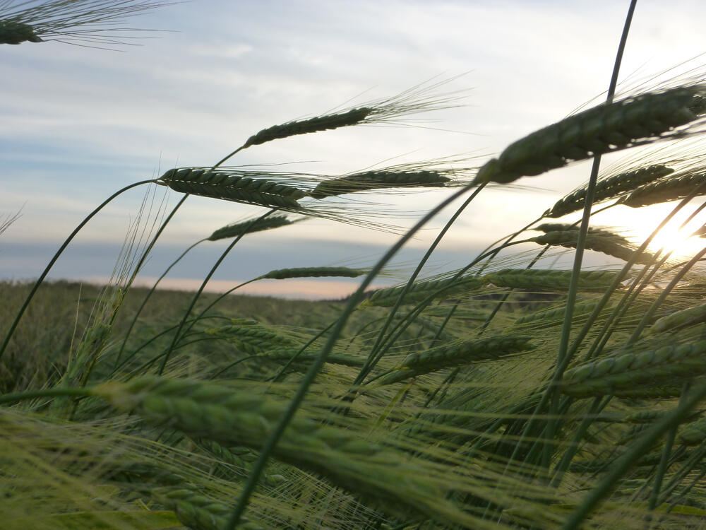Urgetreide Emmer © Andreas Walz