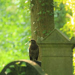 See for yourself... © Jens Scharon