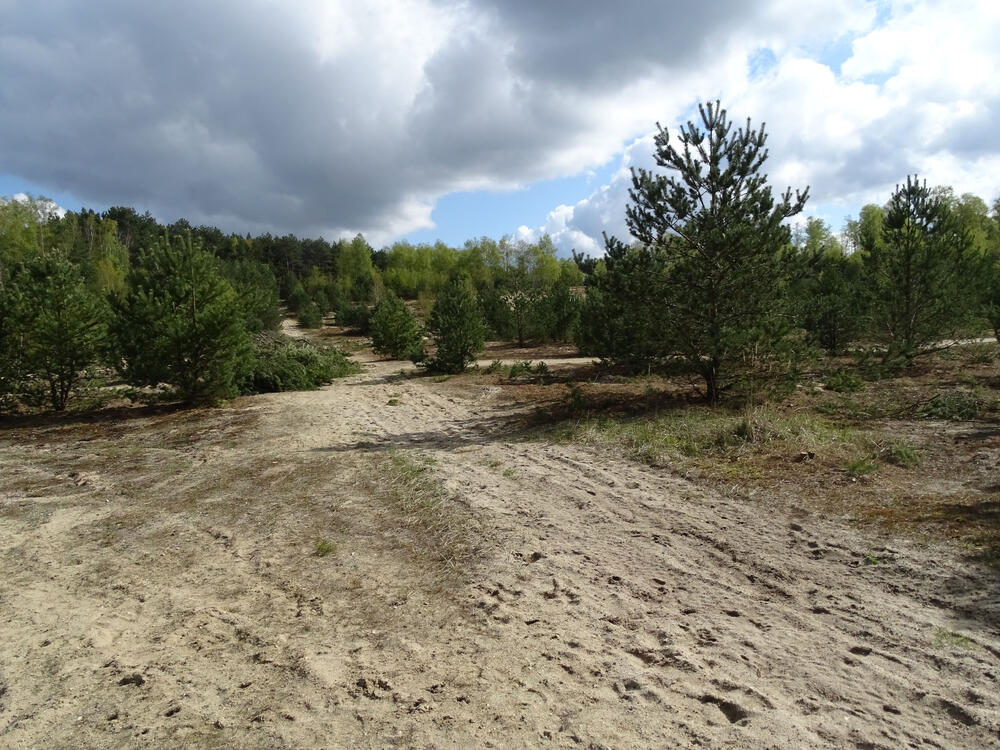 DBU-Naturerbefläche Wesendorf © Sonja Maehder/BIOS