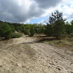 DBU-Naturerbefläche Wesendorf © Sonja Maehder/BIOS