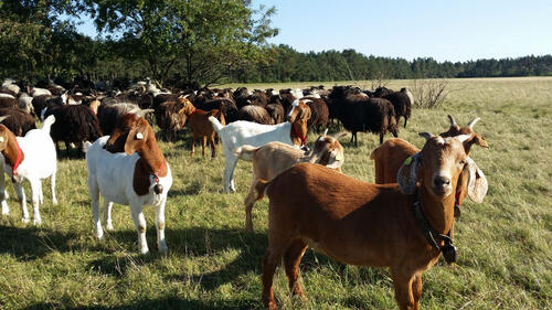 DBU-Naturerbefläche Wesendorf © Werner Wahmhoff/DBU