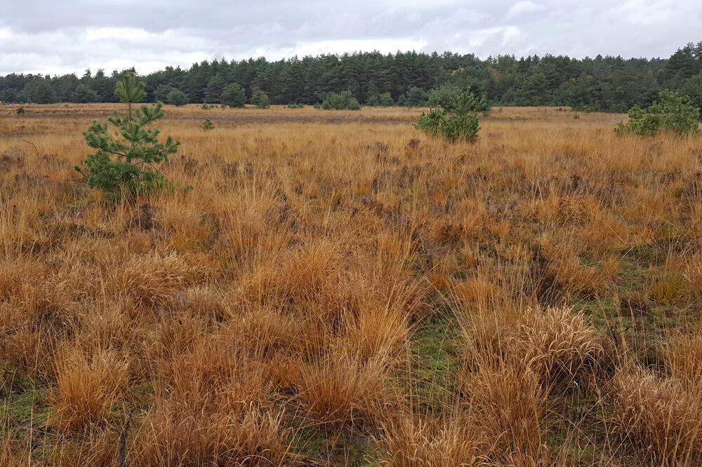 DBU-Naturerbefläche Weißes Venn-Geisheide © Jörg Tillmann/DBU Naturerbe