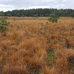 DBU-Naturerbefläche Weißes Venn-Geisheide © Jörg Tillmann/DBU Naturerbe