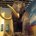 Mammut &copy; Bernd Tenbergen, LWL-Museum für Naturkunde, Münster