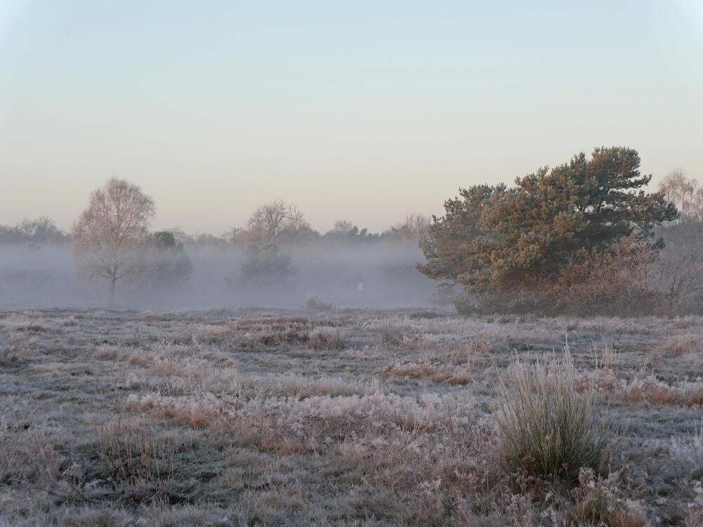 Achmer Sand © Werner Wahmhoff/ DBU Naturerbe
