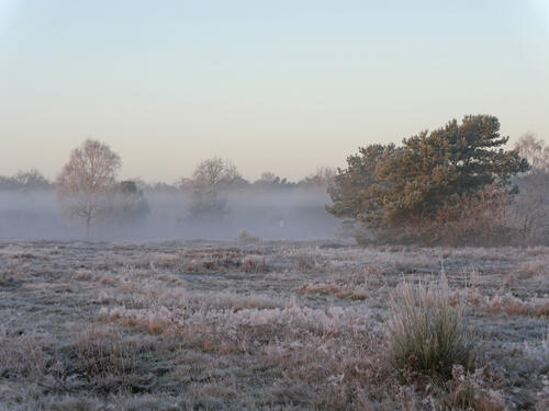 Achmer Sand © Werner Wahmhoff/ DBU Naturerbe