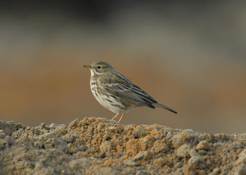 Wiesenpieper © DBU Naturerbe