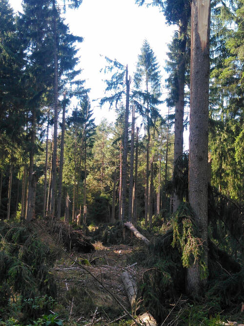 DBU-Naturerbefläche Hartmannsdorfer Forst © Sabine Haas/Bundesforstbetrieb Thüringen-Erzgebirge