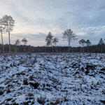 DBU-Naturerbefläche Cuxhavener Küstenheiden © Dominik Sucker-Weiß/Bundesforst