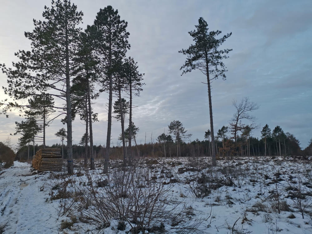 Rodung zwischen Berensch und Wilhelm-Lemke-Turm  © Dominik Sucker-Weiß/Bundesforst