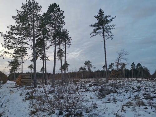 Rodung zwischen Berensch und Wilhelm-Lemke-Turm  © Dominik Sucker-Weiß/Bundesforst