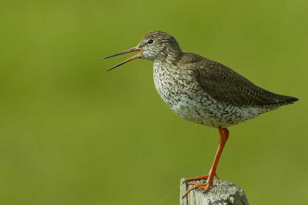 Rotschenkel &copy; Foto: Rüdiger Becker