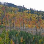 Bergmischwälder &copy; Rainer Simonis