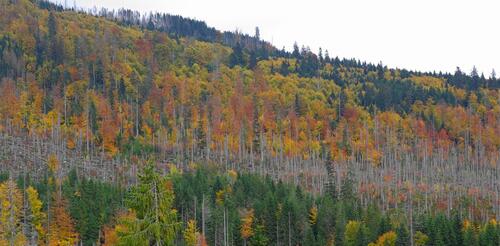 Bergmischwälder &copy; Rainer Simonis